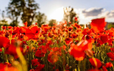 Remembrance Sunday – A Christian viewpoint of war and world